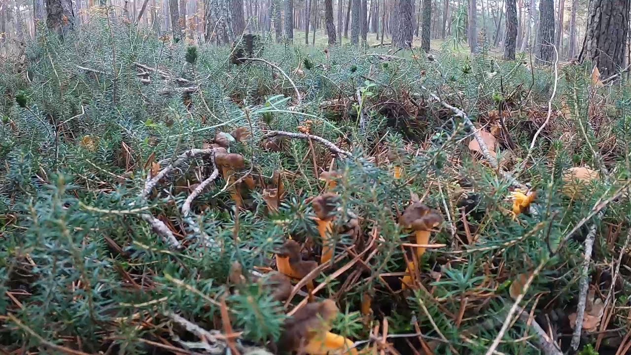 Festival Angulas de Monte 🌲 Lenguas de Vaca 🍂 Rebozuelos 🍁 Niscalos 2024