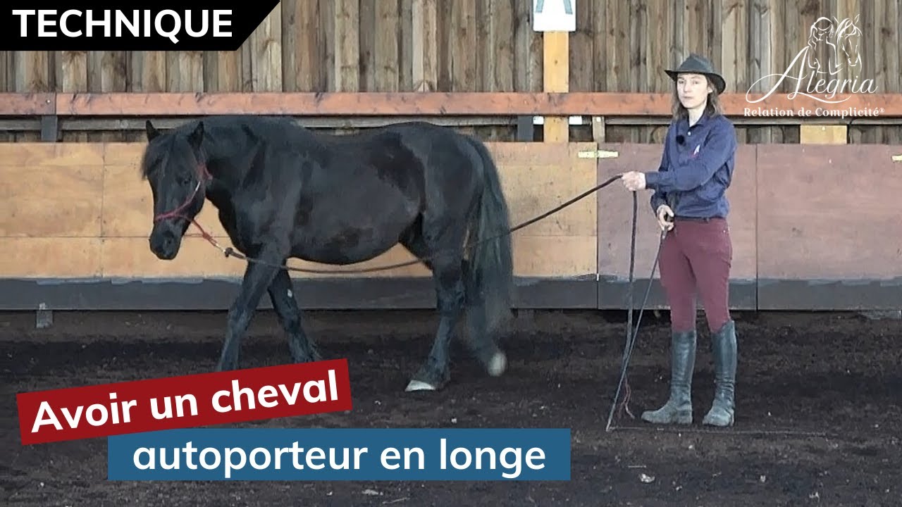 [ EDUQUER SON CHEVAL 👀 ] Comment avoir un cheval autoporteur en longe