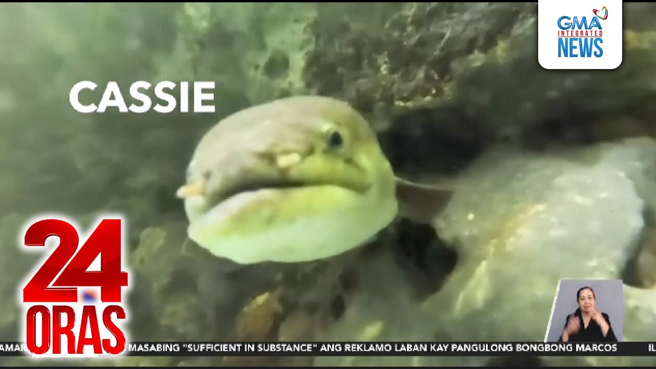 Eel o igat na pinangalanang 
