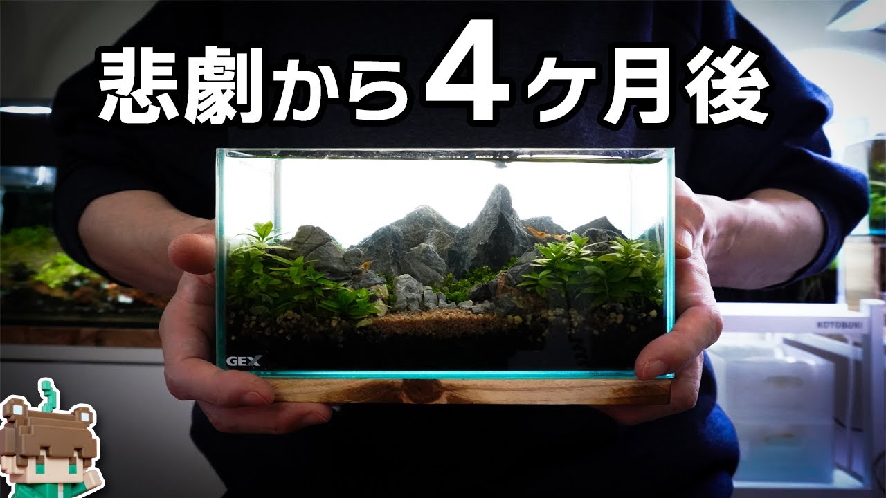 何かいる&hellip;手のひらサイズの超小型ジオラマ山脈水槽、悲劇から４ヶ月後&hellip;【ビバアクア】#アクアリウム #熱帯魚