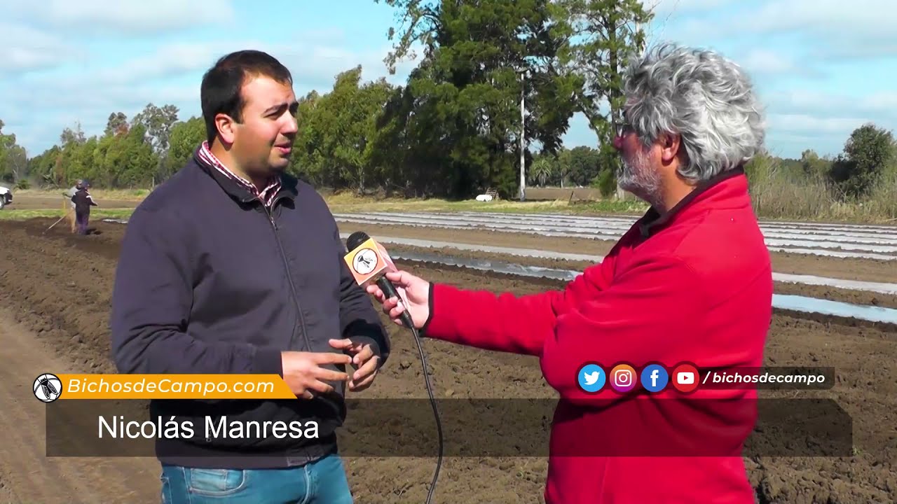 Nicolás Manresa, productor de batata en 