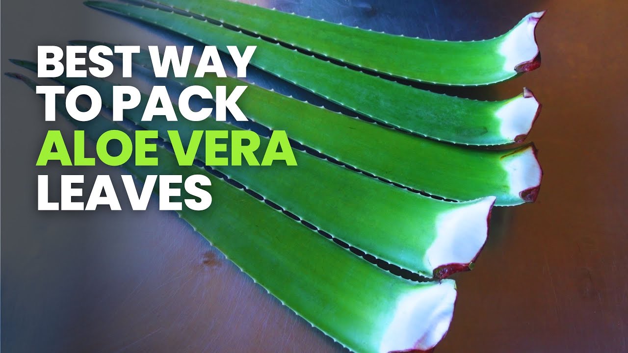 Best Way to Pack and Ship Fresh Aloe Vera Leaves