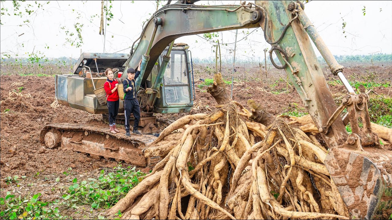 Harvesting GIANT GINSENG - Tubers Weigh Up To 100 kg Goes to the market sell - Lý Thị Hoa