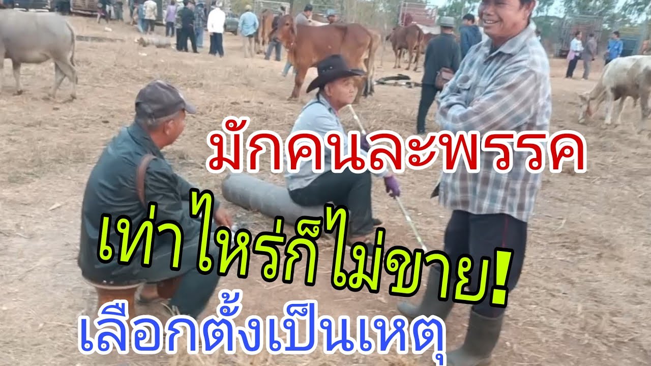 ราคาวัววันเลือกตั้ง อาทิตย์ 8 ก.พ.2569 สนามบ้านนางัว #เลือกตั้ง 69