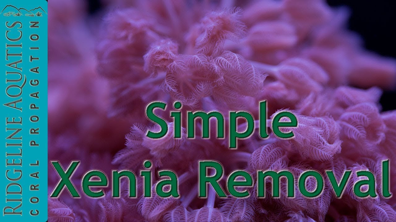 Simple Xenia Removal