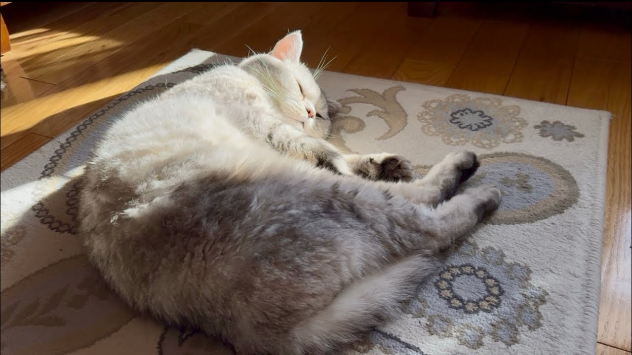 Kopol Wakes Up From His Nap