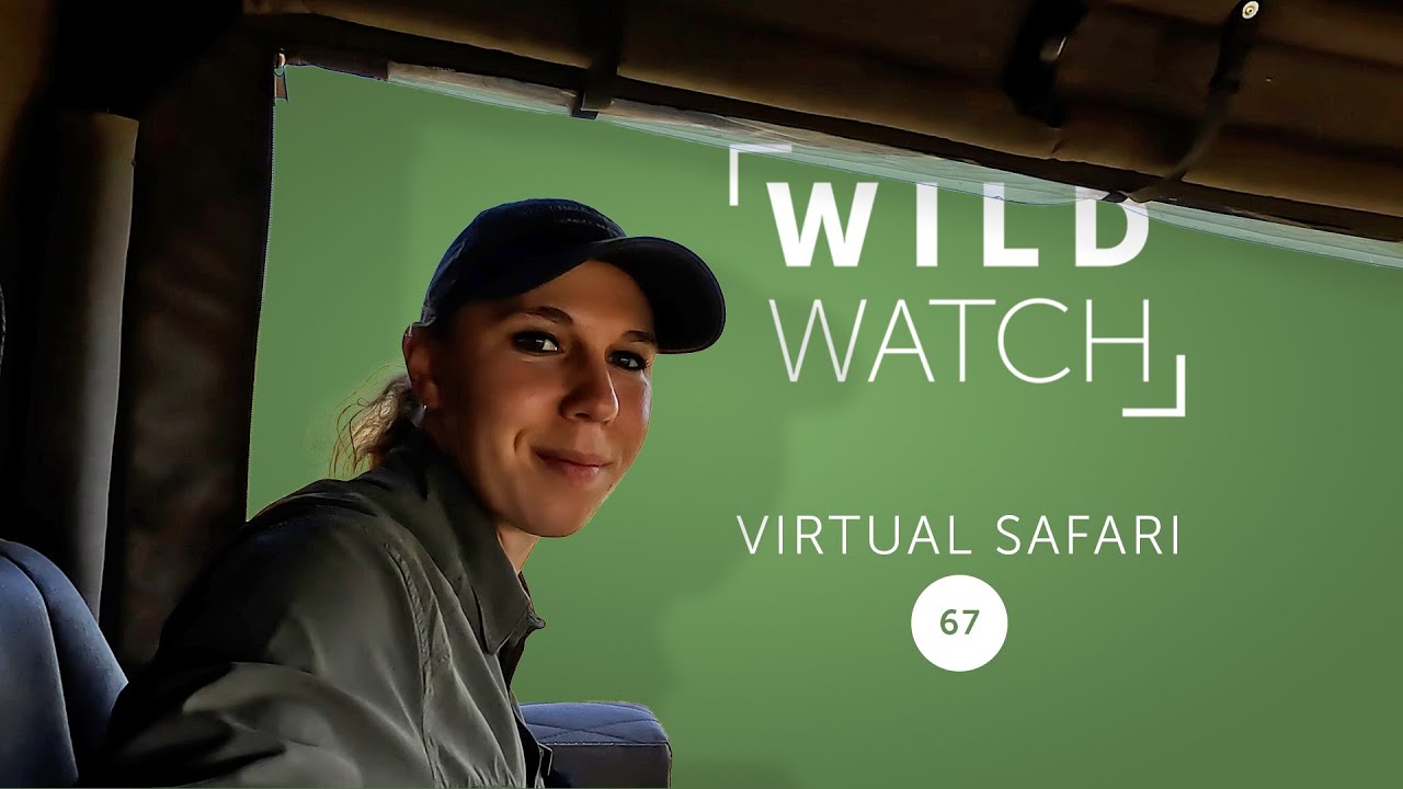The leopard episode (with lions) | WILDwatch virtual safari 67