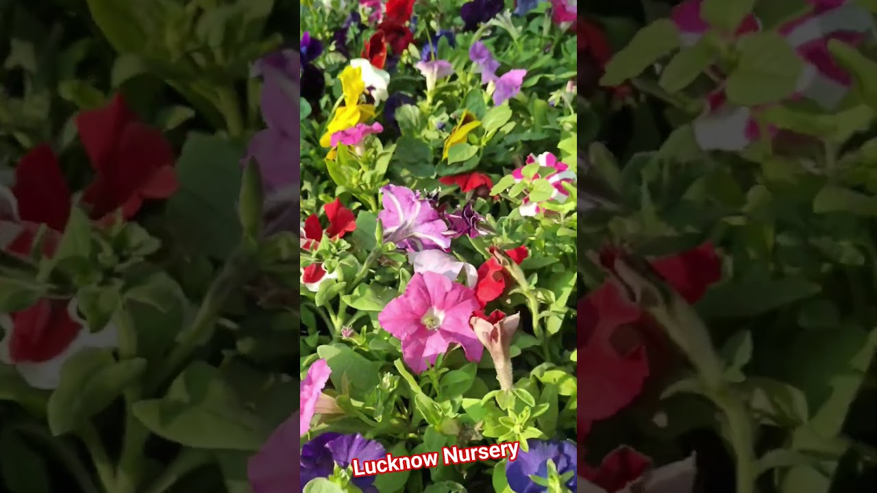 Seasonal flower plant|winter seasonal flower plant|flower plant nursery|#lucknownurseryvisit
