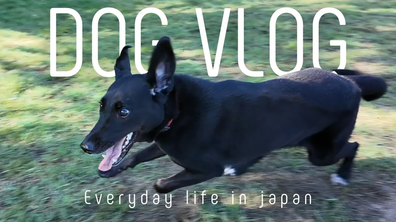 【犬Vlog】朝から全力で走り回る犬。
