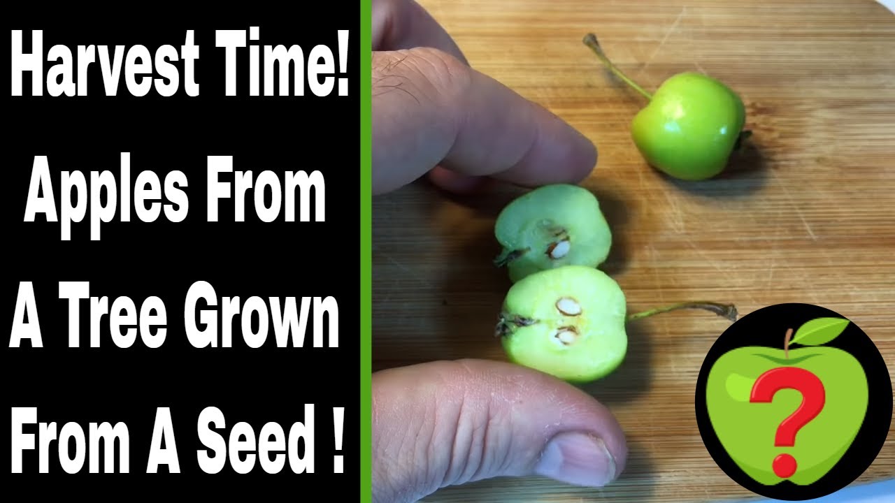 Apple Harvest From 33 Month Apple Tree Grown From Seed