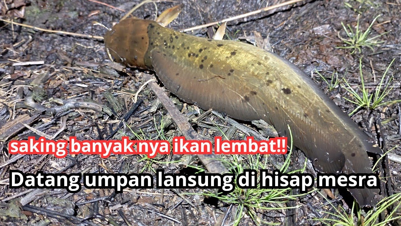 TAK ADA KATA BONCOS KALAU SUDAH MANCING IKAN INI!!