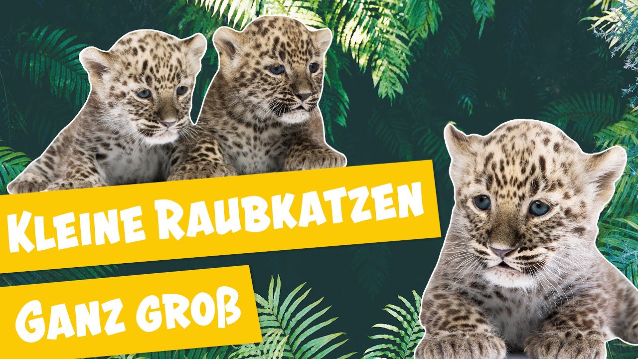 Kleine Leoparden auf Entdeckungstour | Panda, Gorilla & Co.