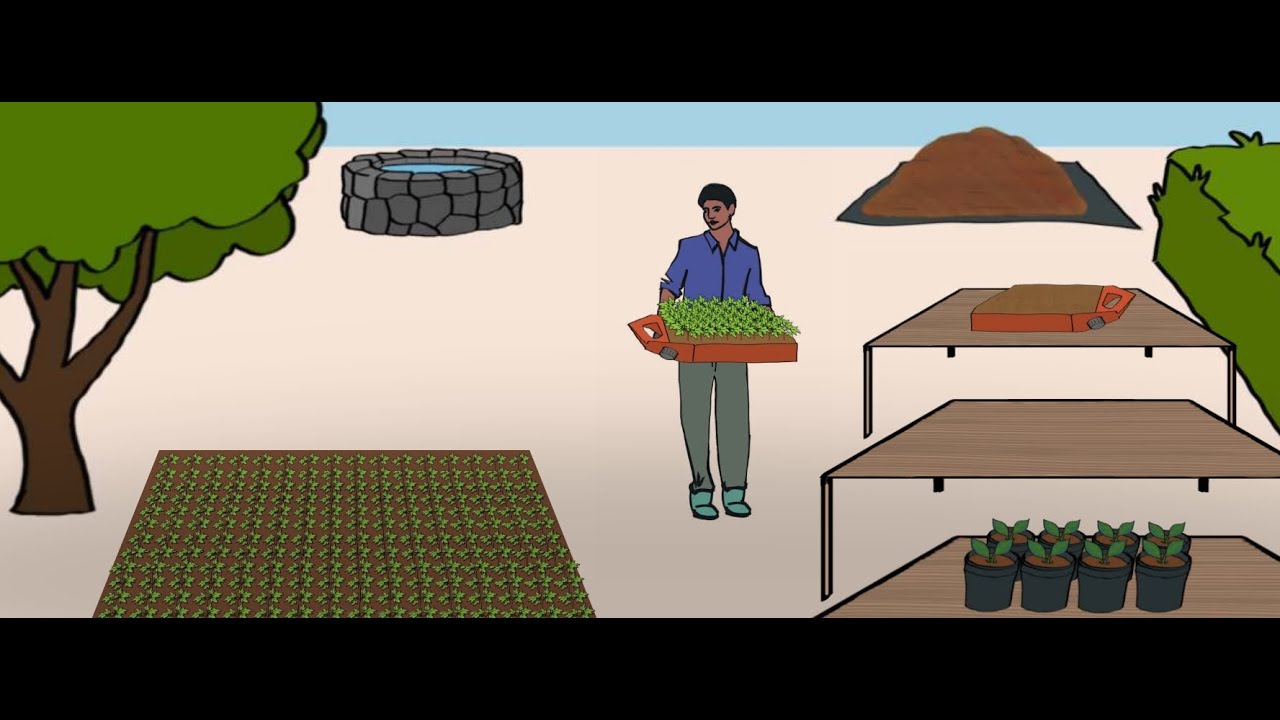 Produire des jeunes plants : Mise en place d'une pépinière avec repiquage