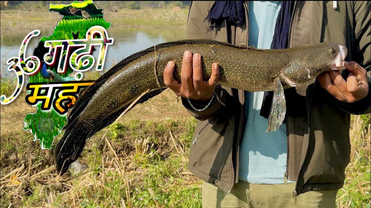 Dushman Frog fishing | छत्तीसगढ़ में दुश्मन मेंढक से मछली पकड़ा | #dushmanfrog #frogfishing #frog