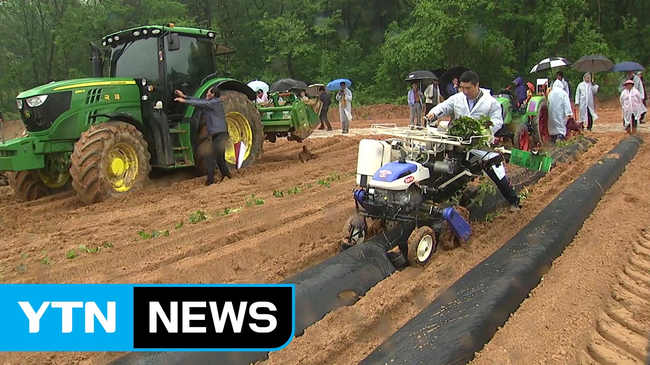 파종부터 수확까지 척척...'고구마 농기계' 첫선 / YTN (Yes! Top News)