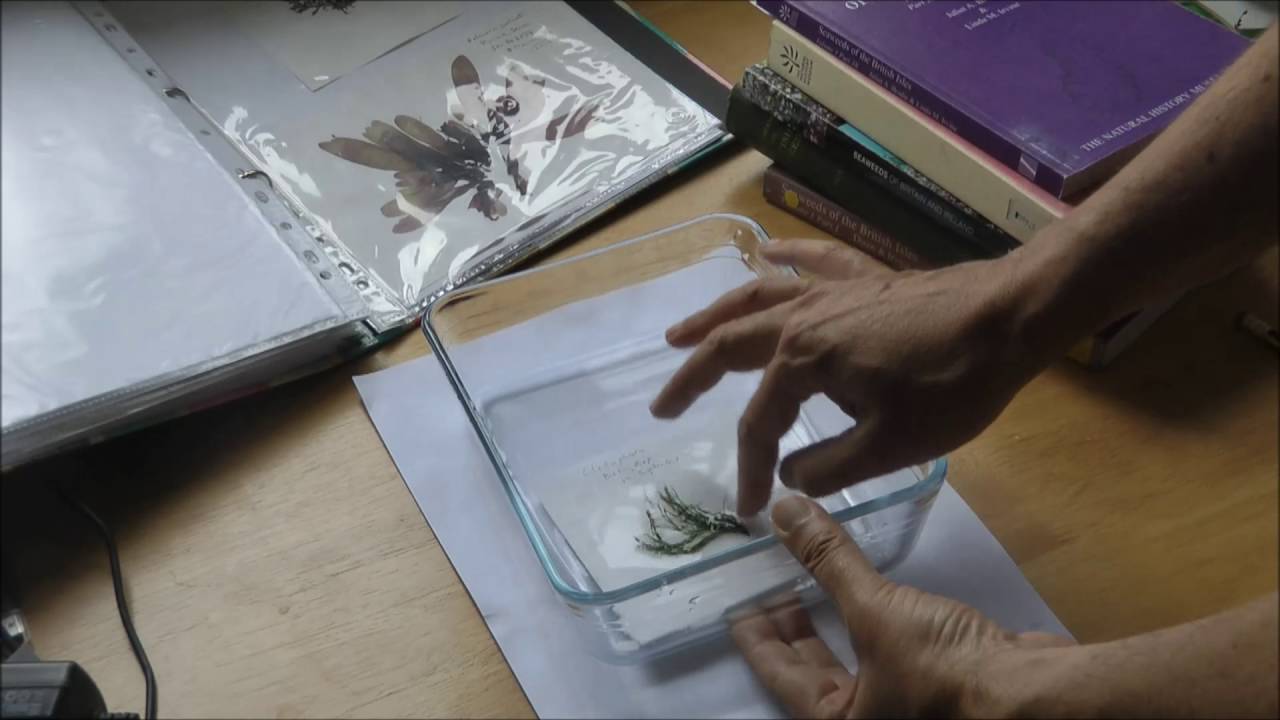 Pressing Seaweeds