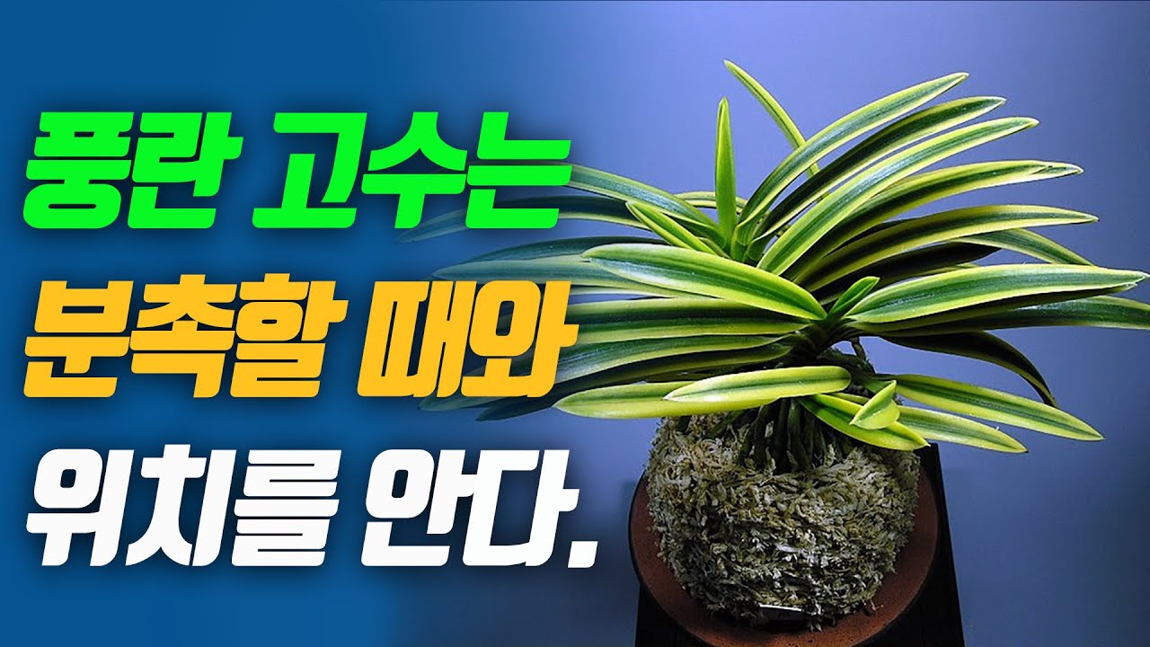 풍란 고수는 분촉할 때와 위치를 안다.