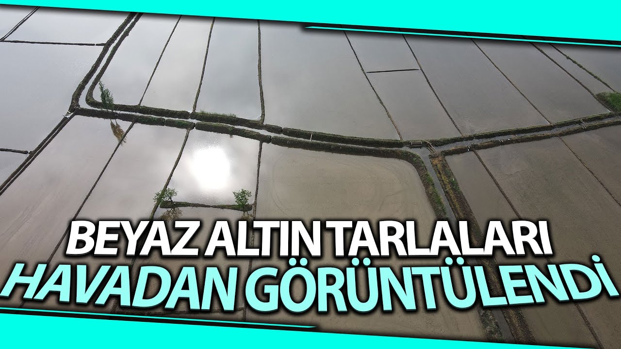 Çeltik Tarlalarının Sofraya Uzanan Yolculuğu Başladı