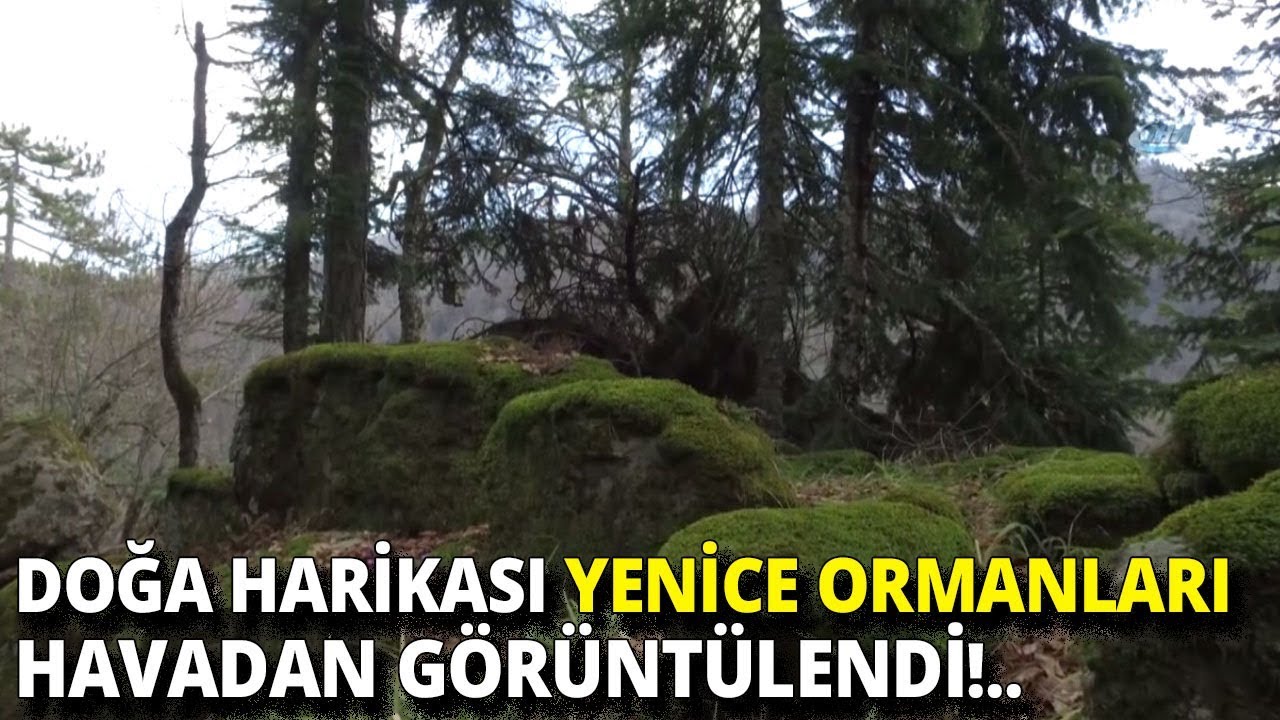 Batı Karadeniz’in Gizli Kalmış Güzellik, Ekoturizmin Yeni Merkezi Yenice Ormanları