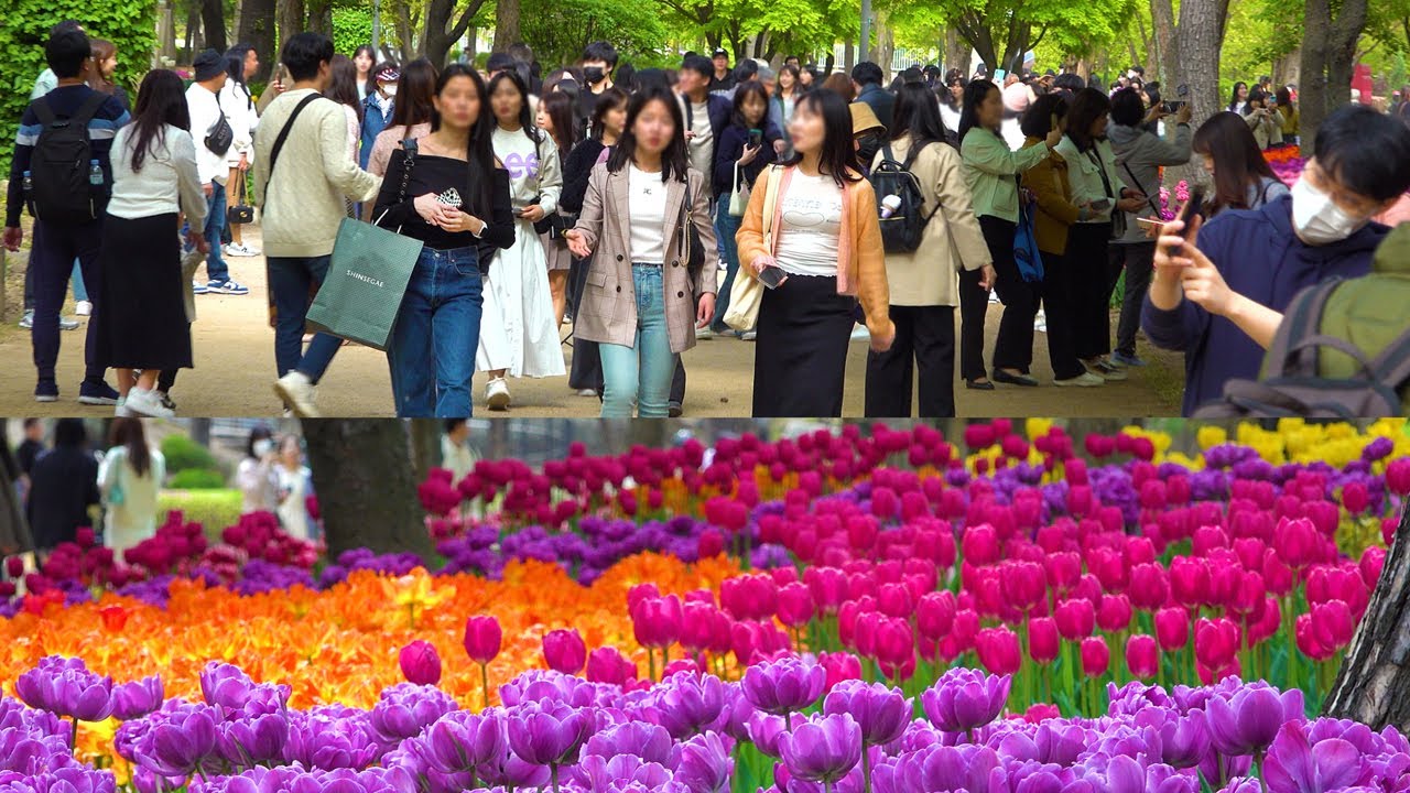 서울숲 튤립 축제 2023, 양귀비, 수선화 만개에 매료될 수밖에 없네요.  서울숲 주차 5분에 150원, 서울여행, 서울트래블워커.