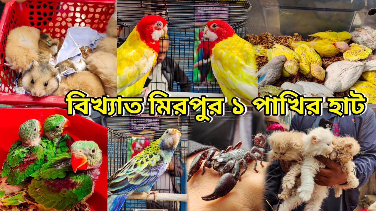 অবশেষে এসেছে চন্দনা টিয়া পাখির বাচ্চা_মিরপুর ১ পাখির হাট_রোজেলার বিশাল কালেকশন_Mirpur 1 Pakhir Haat