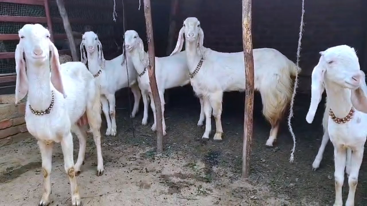 Hansa full punch Face 5 Female Gulabi Shiv Kumar bhai Etawa 