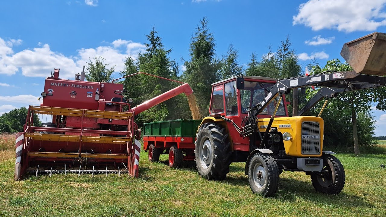 Żniwa 2024 jęczmień skoszony Massey Ferguson 86 w akcji oraz paka od @jacekjacek9414 #tractor #farm