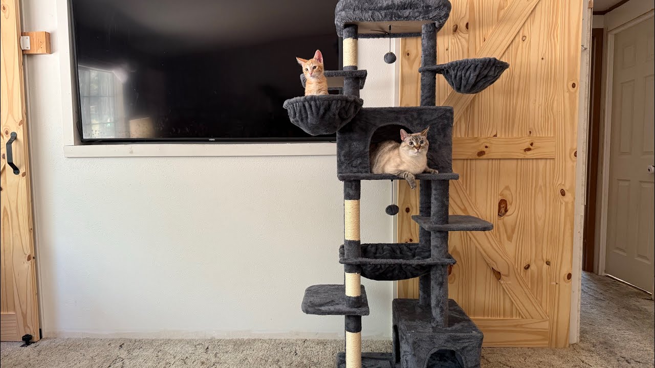 The Sky-High Cat Sanctuary 🐈  68