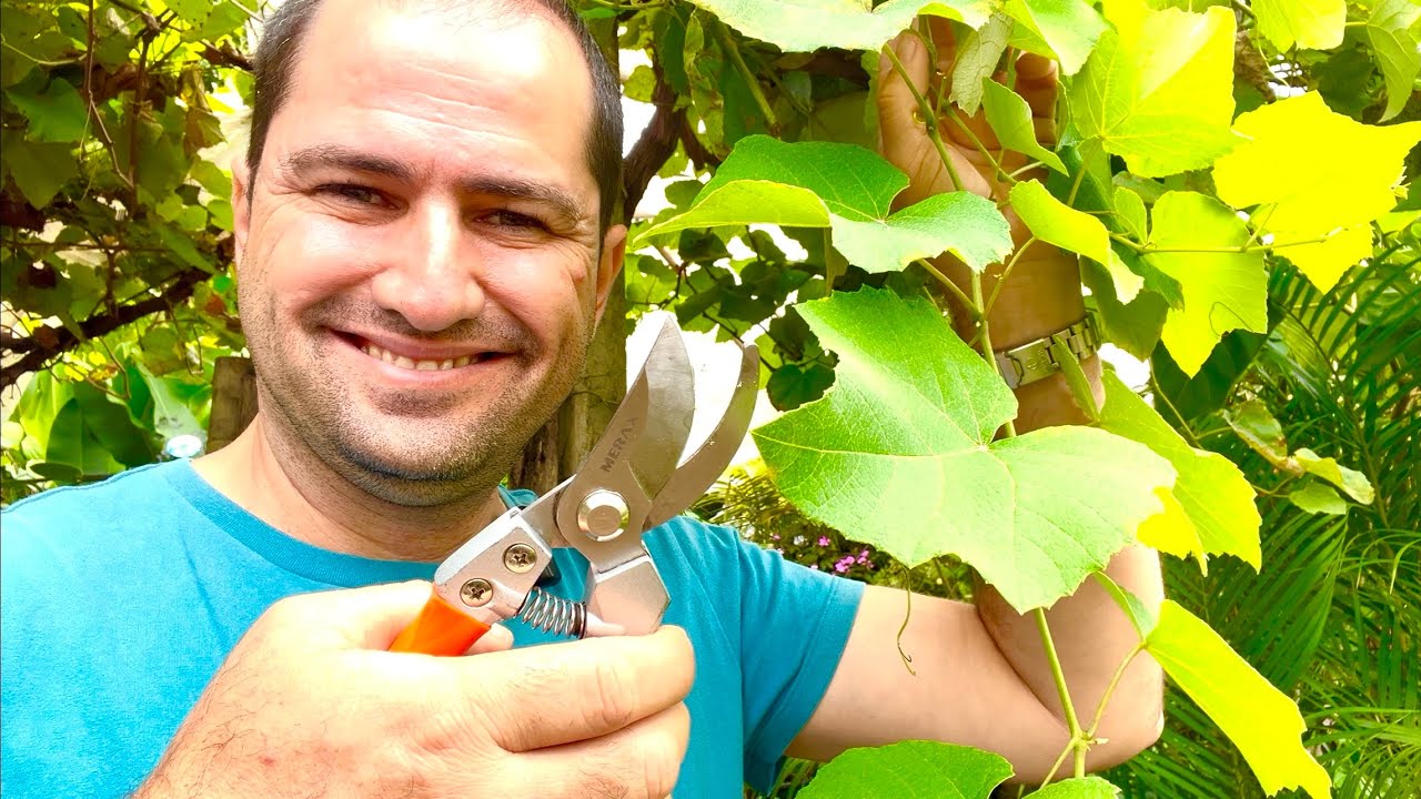 PRIMEIRA PODA DA VIDEIRA NO ANO DE 2025