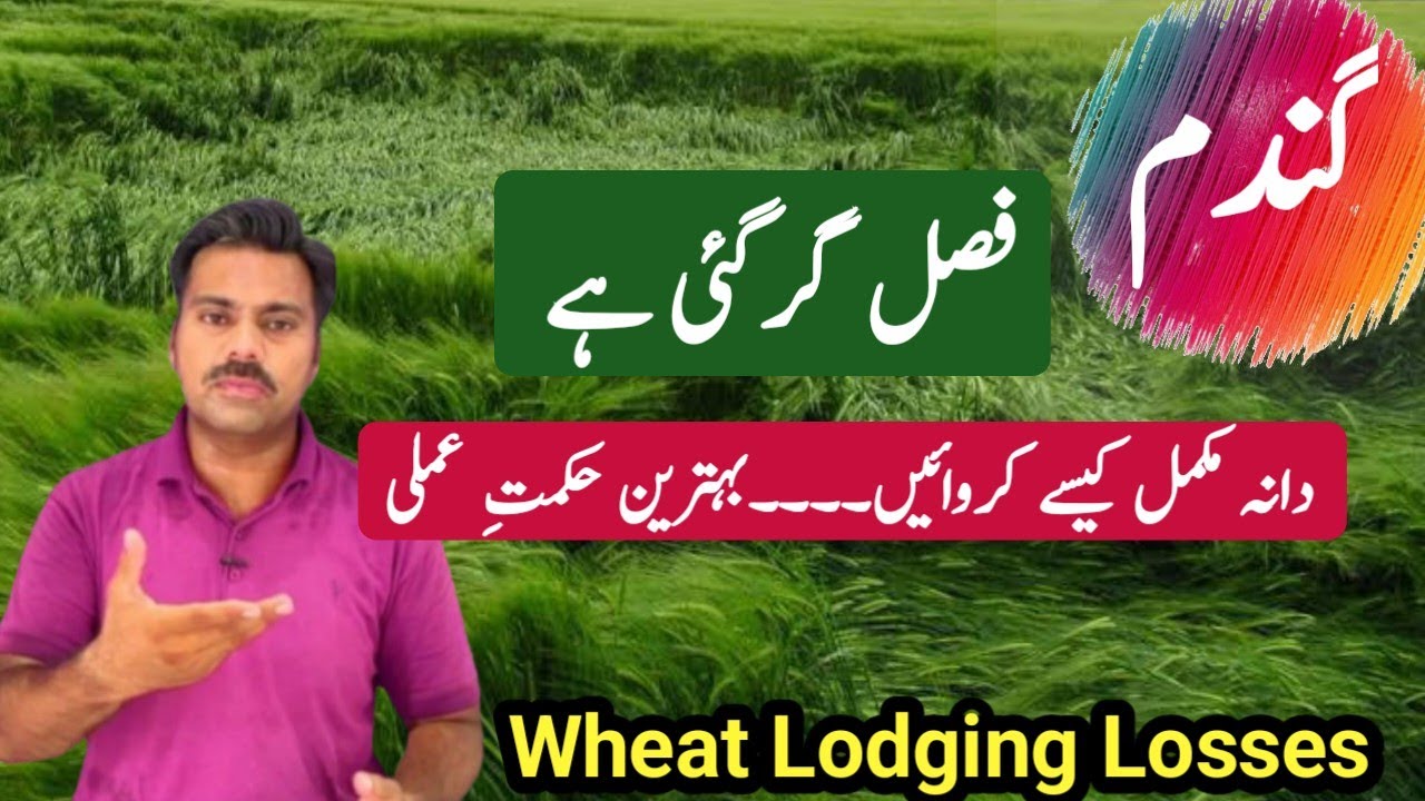 How to minimize lodging losses in wheat crop | Potash spray on wheat crop | Abid Ali Agrarian 