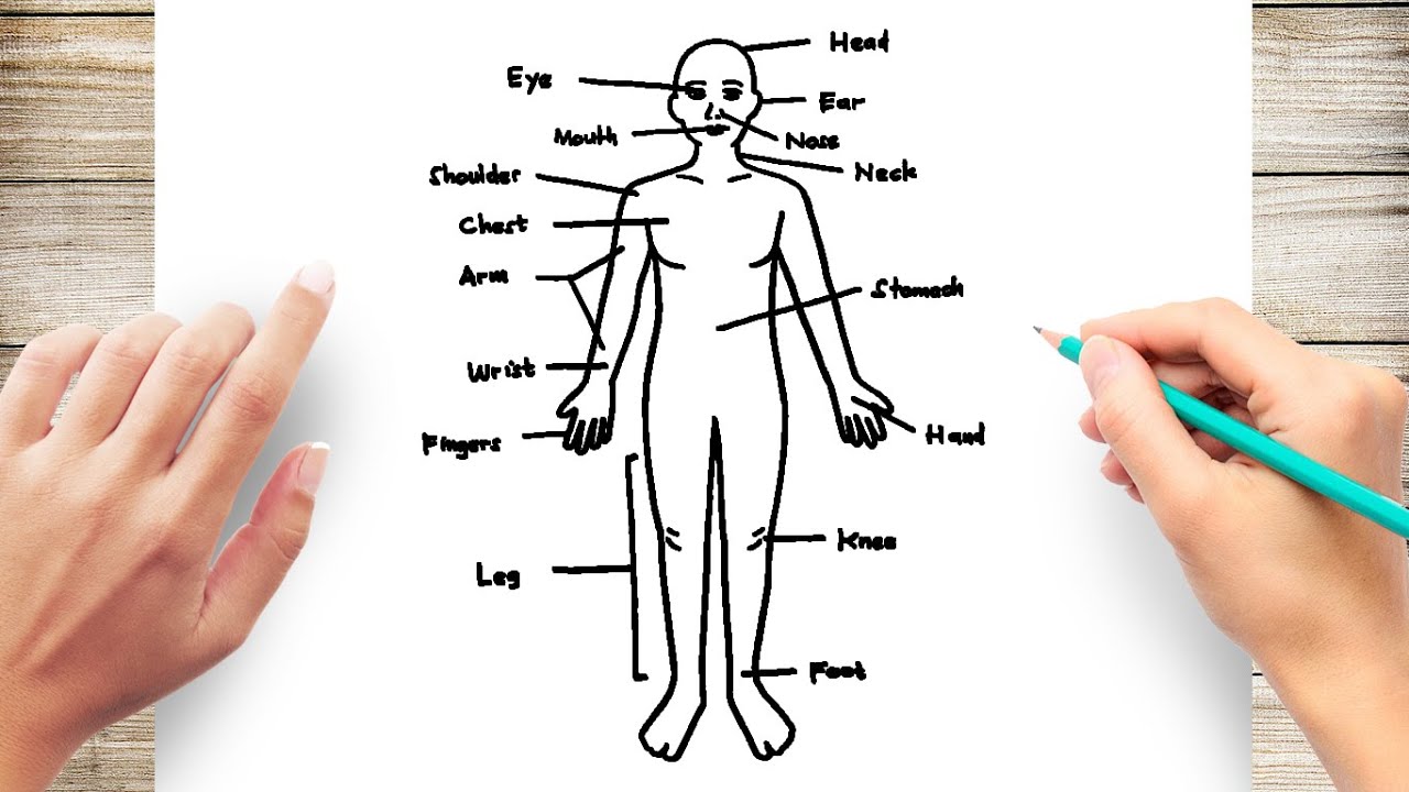 How to Draw Human Body Diagram