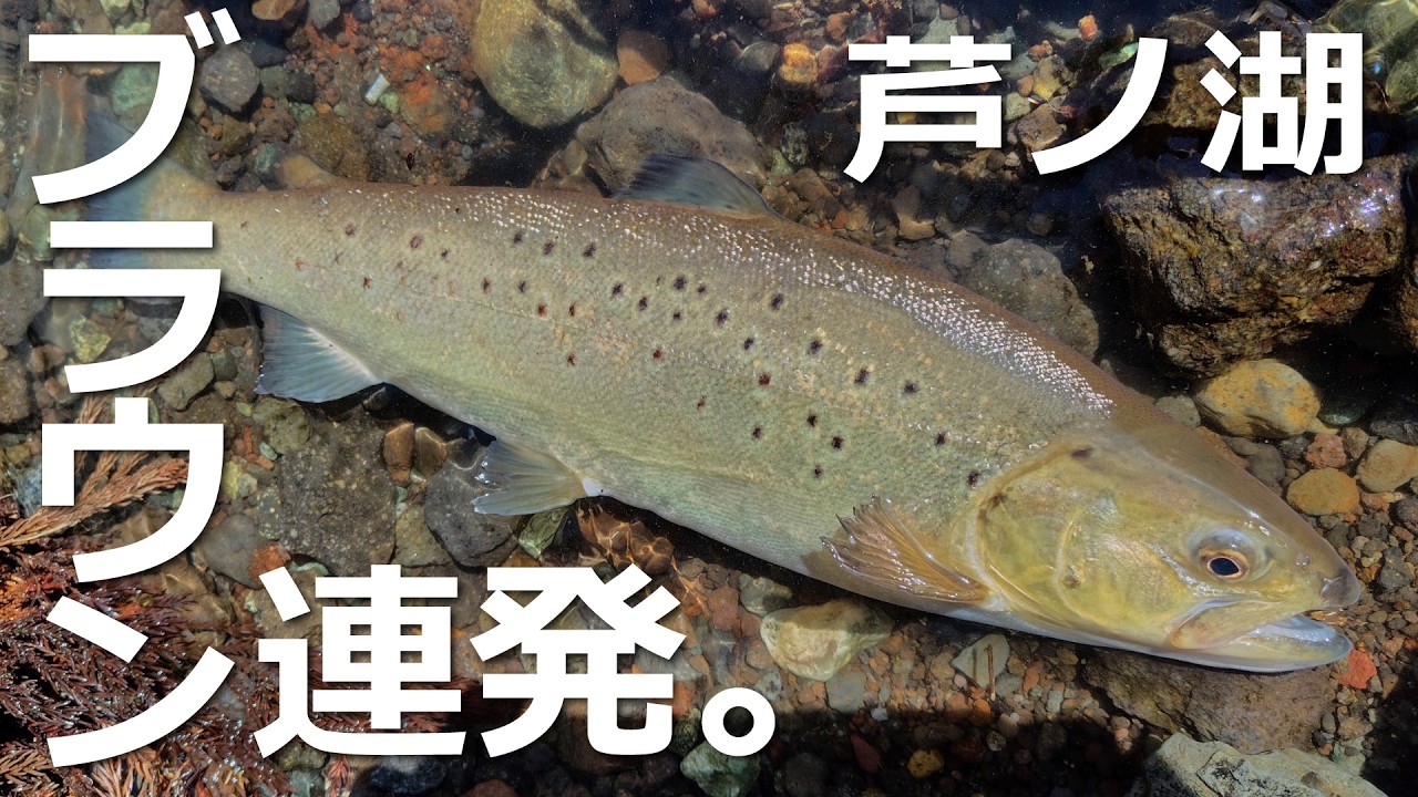 芦ノ湖2026第二戦 元箱根湾で放流ブラウン連発！ #芦ノ湖 #トラウト #解禁 #釣り#fishing 2026年3月5日