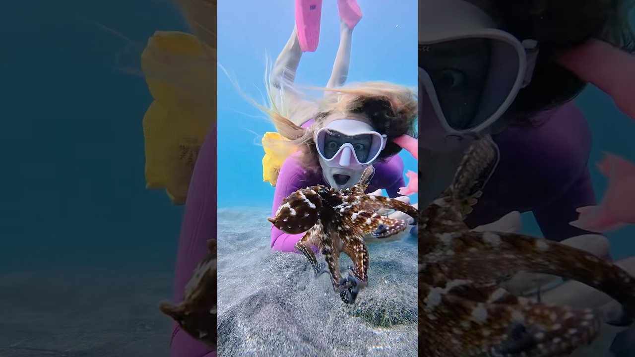 Saving A Baby Octopus from the Tsunami!
