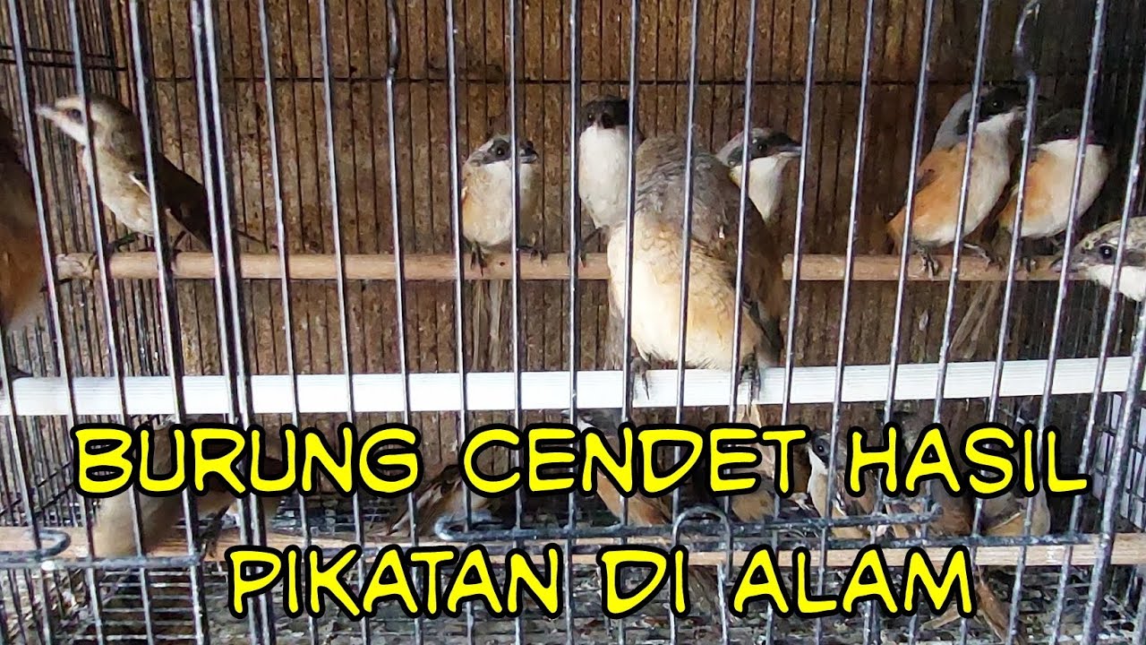 Burung Cendet Gacor Hasil Pikatan di Alam