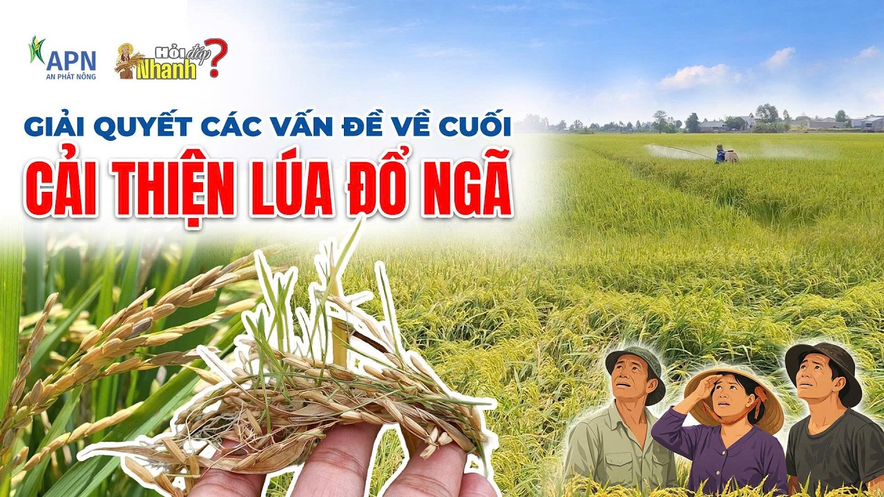APN - GIẢI QUYẾT VẤN ĐỀ VỀ CUỐI | CẢI THIỆN LÚA ĐỔ NGÃ