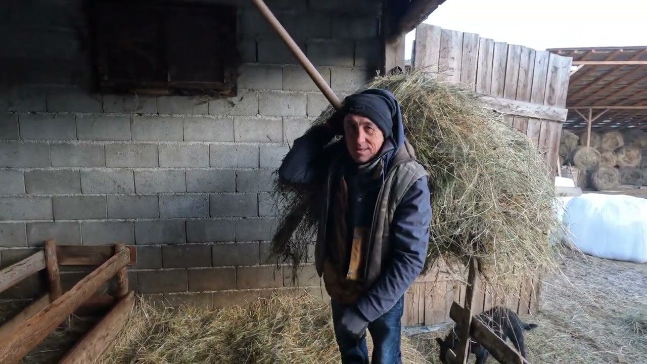 Fermă de Oi Bucălăi A Familiei Ion și Simona Hognogi  din SPERMEZEU .Bistrita-Munca în Familie