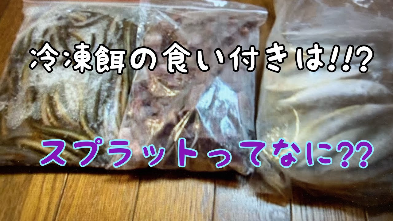 冷凍餌の食い付きは⁉　スプラットって何？