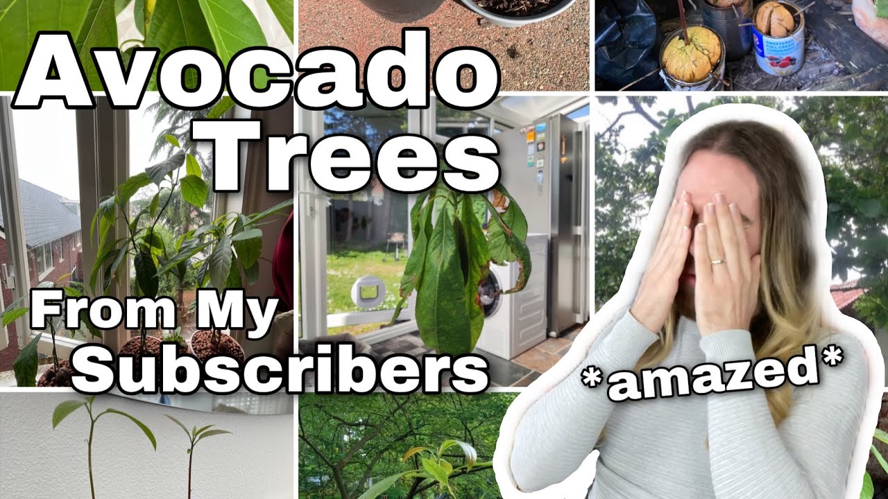 This Avocado Tree Survived A Typhoon? | Reviewing My Subscribers' Avocado Trees