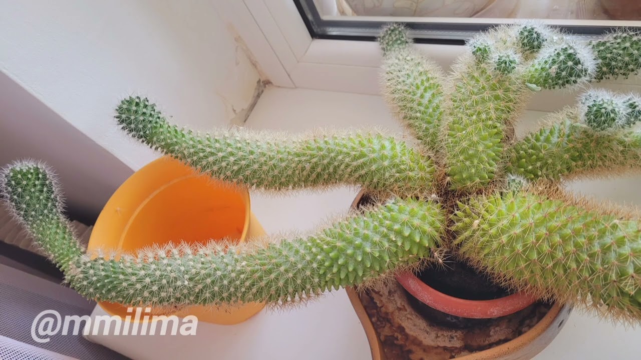 Дела ,делишки весенние #весна #висагинас #литва #цитаты #уборка 