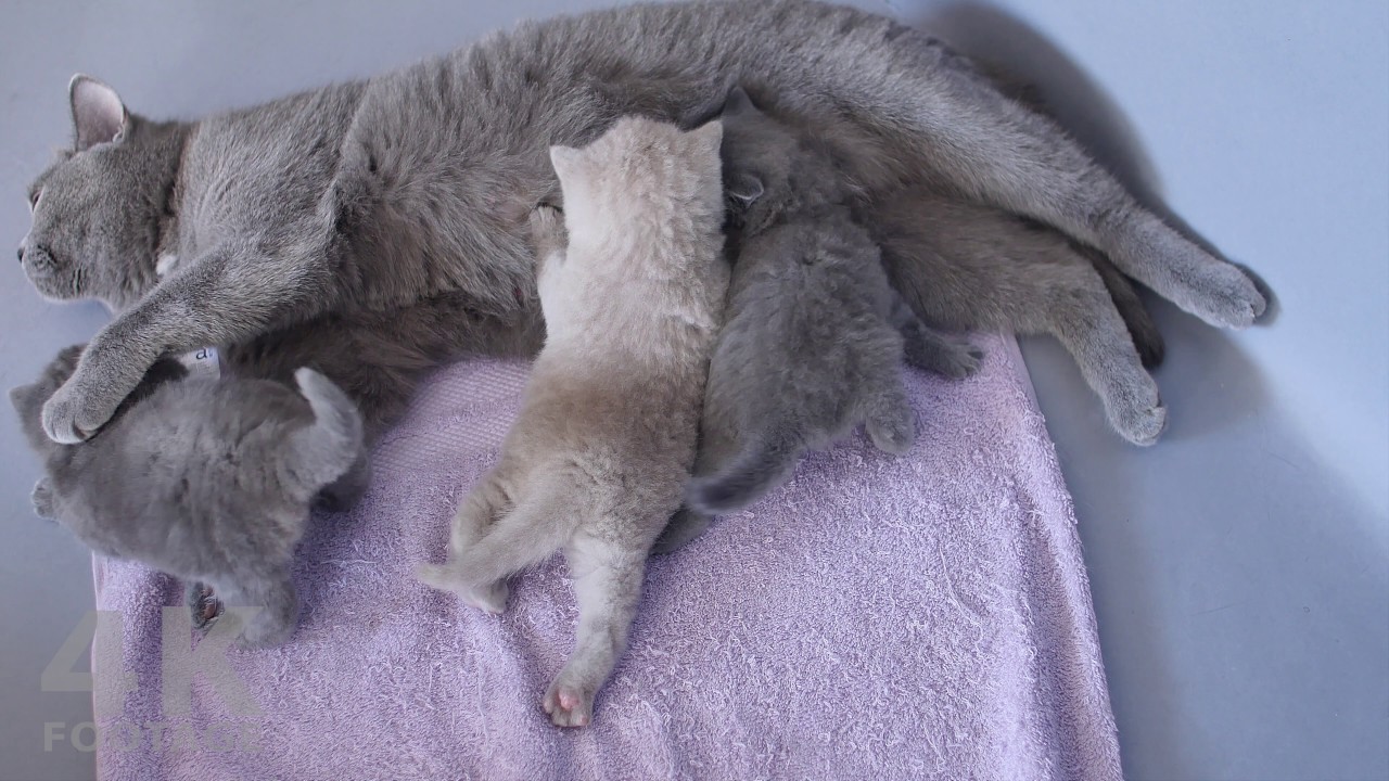 Cute Kittens Fighting Over Their Mom's Milk - 4K footage