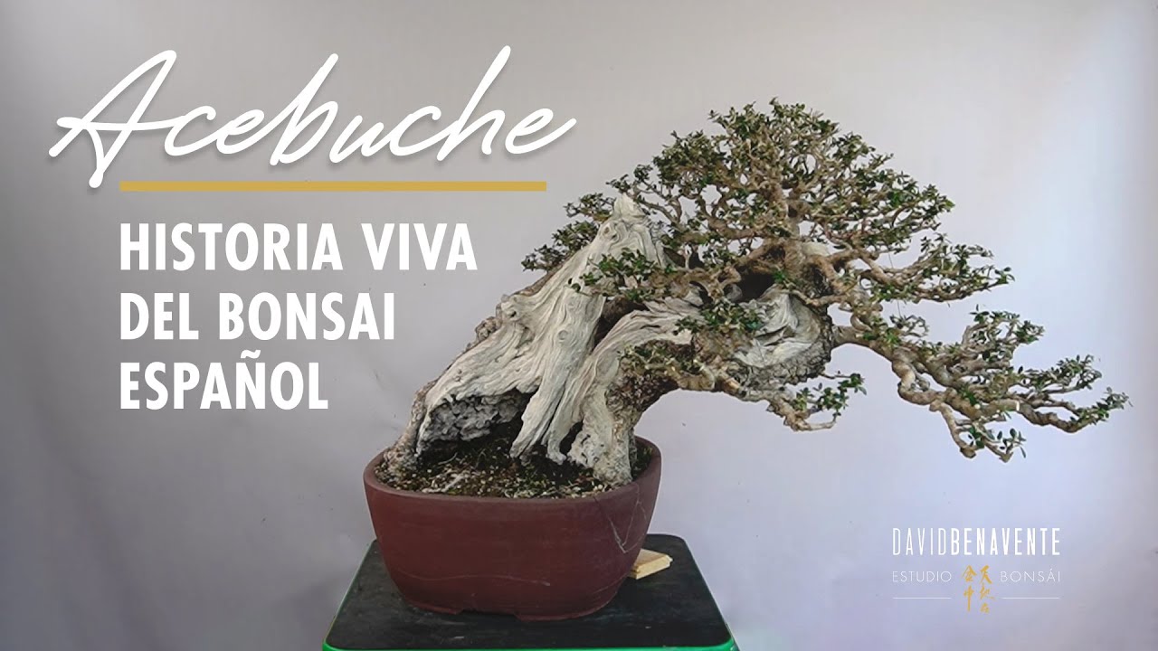 Un acebuche historia del bonsai español