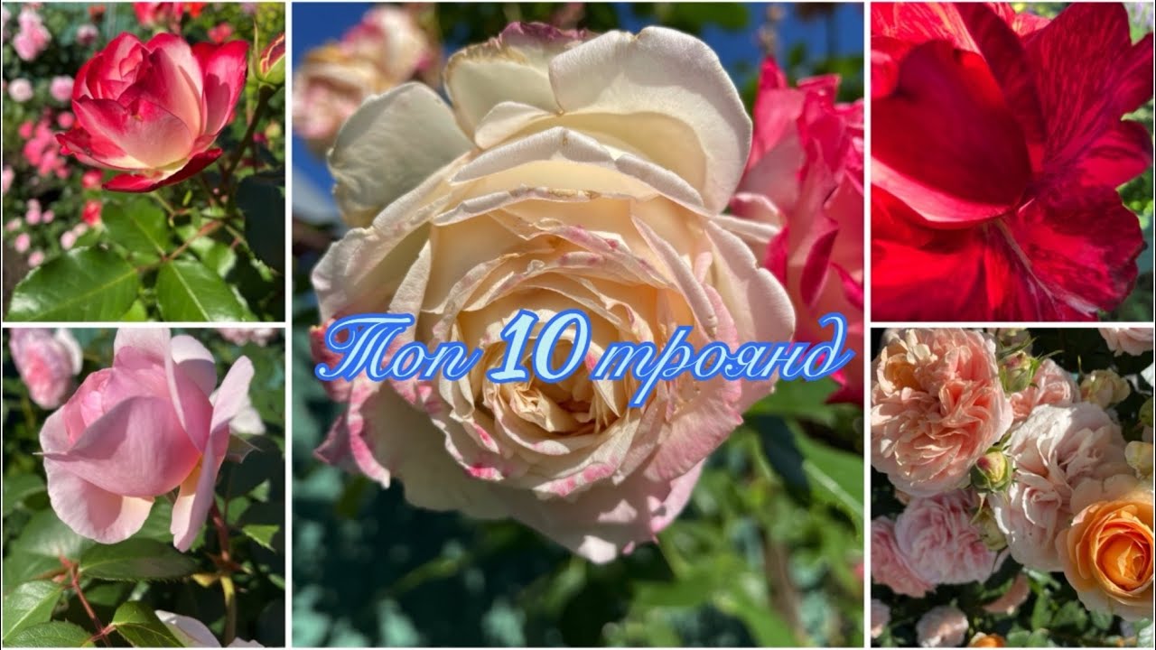 Топ 10 троянд,які я залишу в саду #троянди #садівництво
