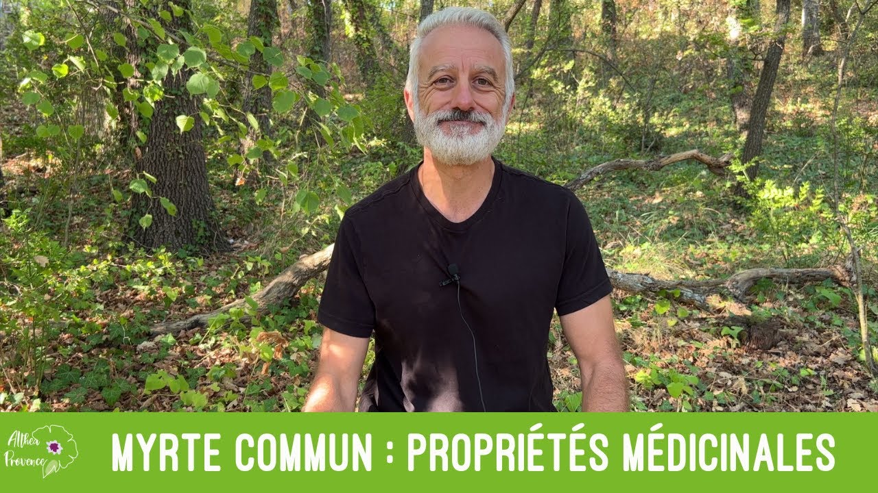 Myrte commun : désinfectant pulmonaire et urinaire, désinfectant des plaies