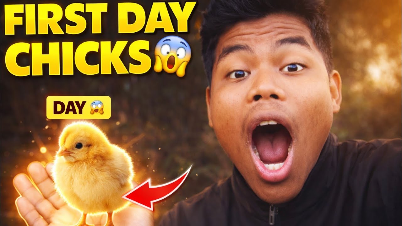 🐣 Day 1 Ke Chick’s | First Day Care & Farm Setup | Full video