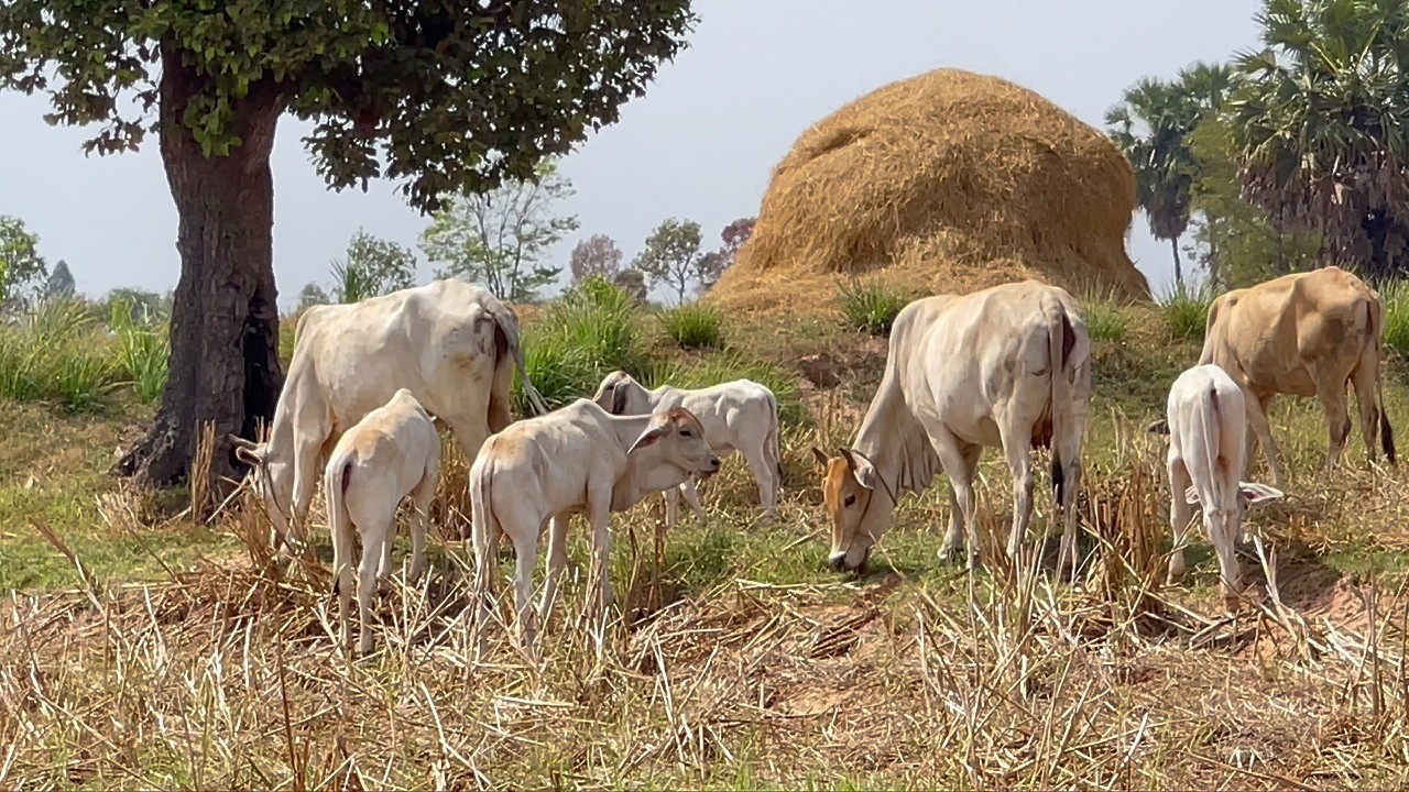 Relaxing with cows grazing