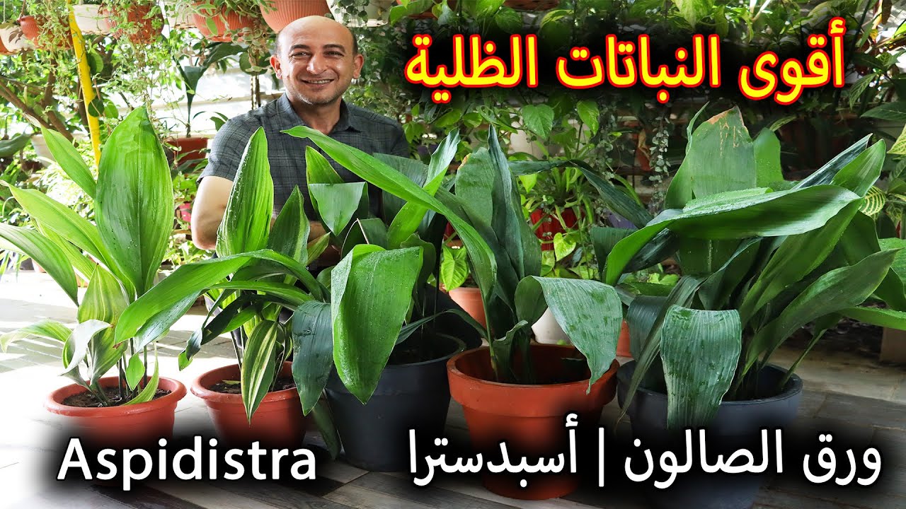 نبات ورق الصالون | الاسبدسترا... نبتة قوية لا تحتاج أضاءة