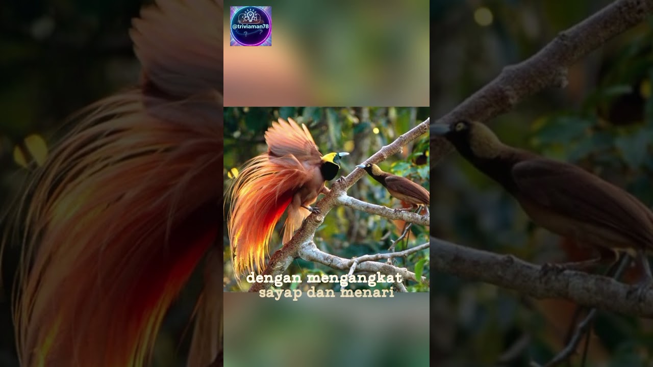 🐦‍🔥🕊️Fakta Unik Burung Cendrawasih, Tahukah kamu?🐦‍🔥⭐ 