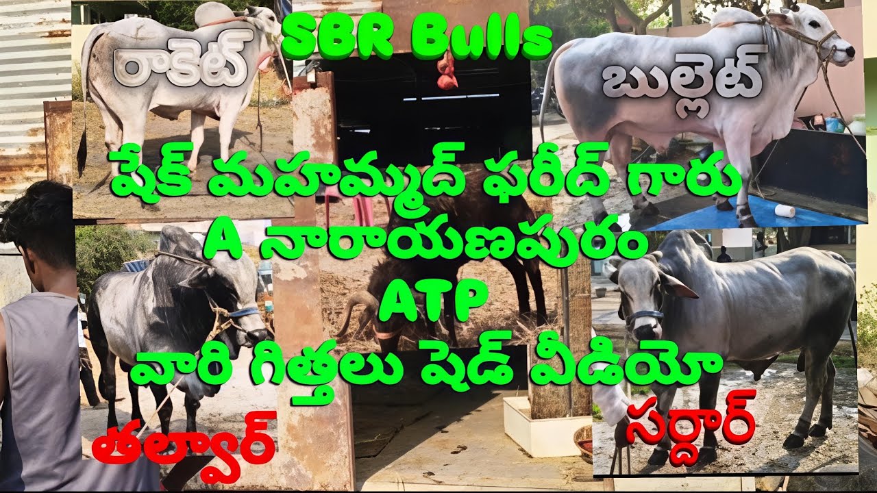 SBR Bulls షెడ్ వీడియో #ongolebulls #trending #ongolegittalu #bull 