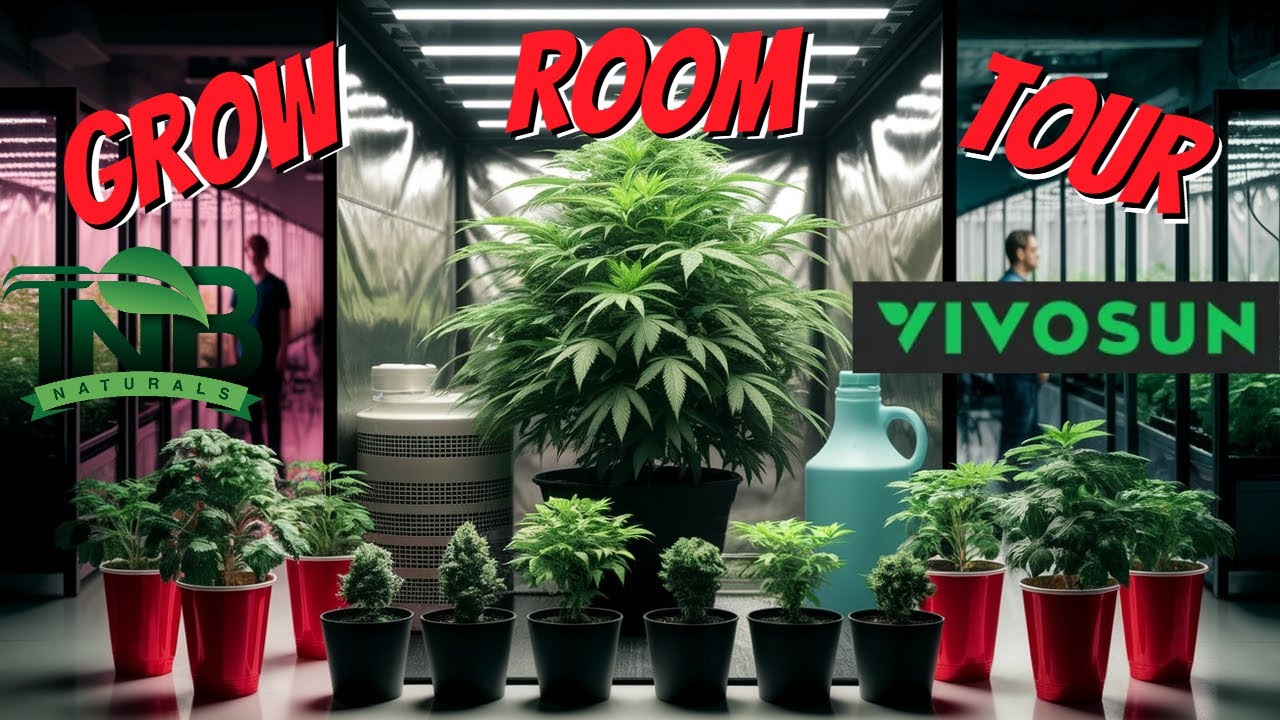 Full Grow Room Tour! 2x4, 3x3 & 4x4 Setup + First Real SCROG!