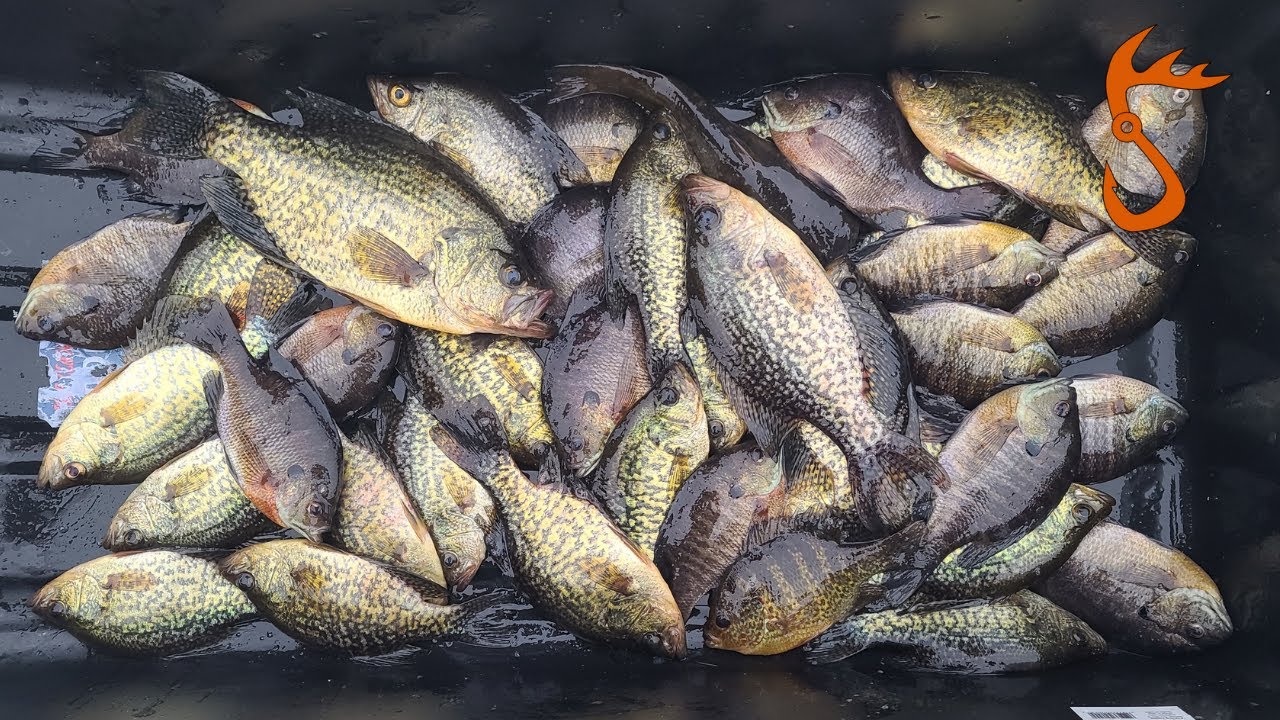 3rd Times the Charm! Scouting New Lakes (Search and Destroy With the LIVESCOPE!)